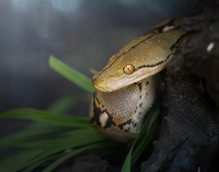 close-up-Common-Boa-Boa-constrictor-imperator.webp close up of a boa constrictor head