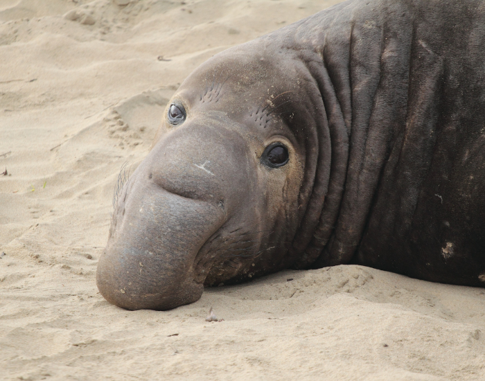 close-up-elephant-seal-3.webp close up of a male elephant seal laying on the beach