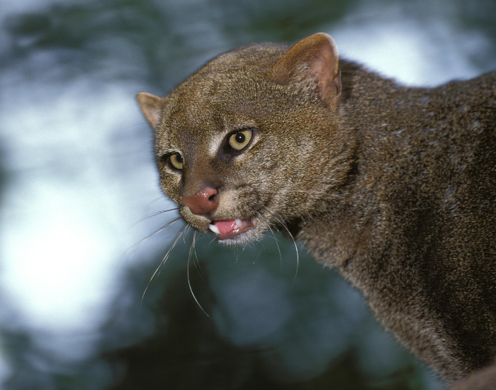 close up of a wild jaguarundi 