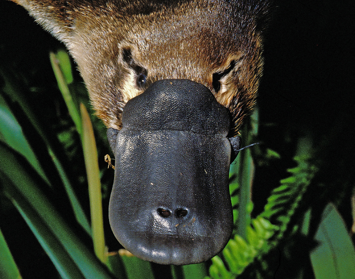 close-up-platypus.webp Close up of a platypus ill