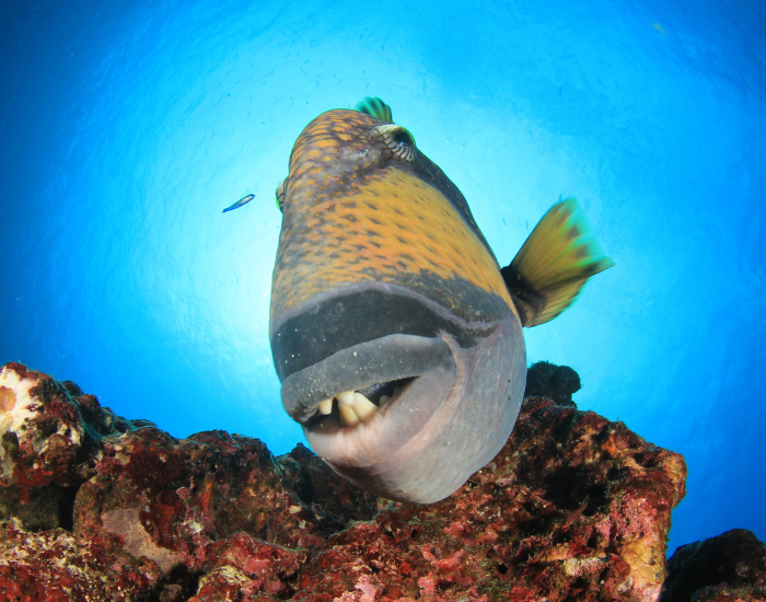 close-up-trigger-fish.webp Titan Trigger fish close up showing its teeth near a coral