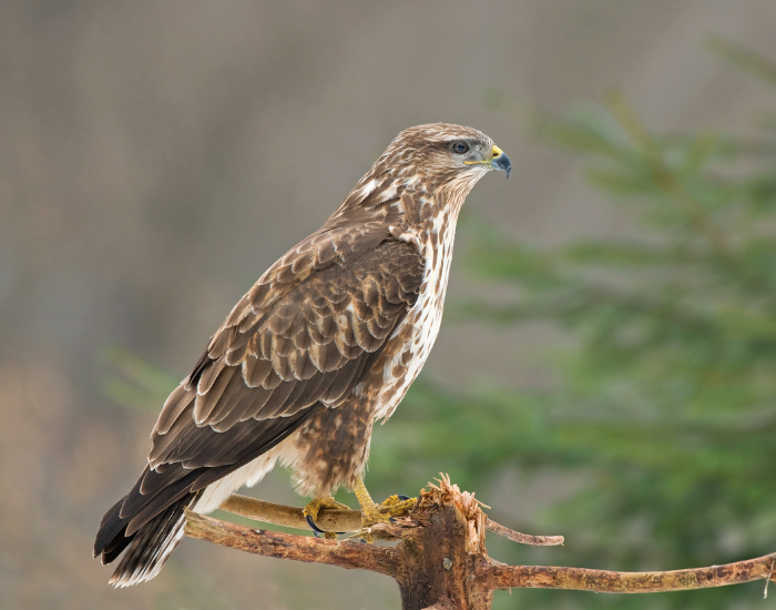 common buzzard
