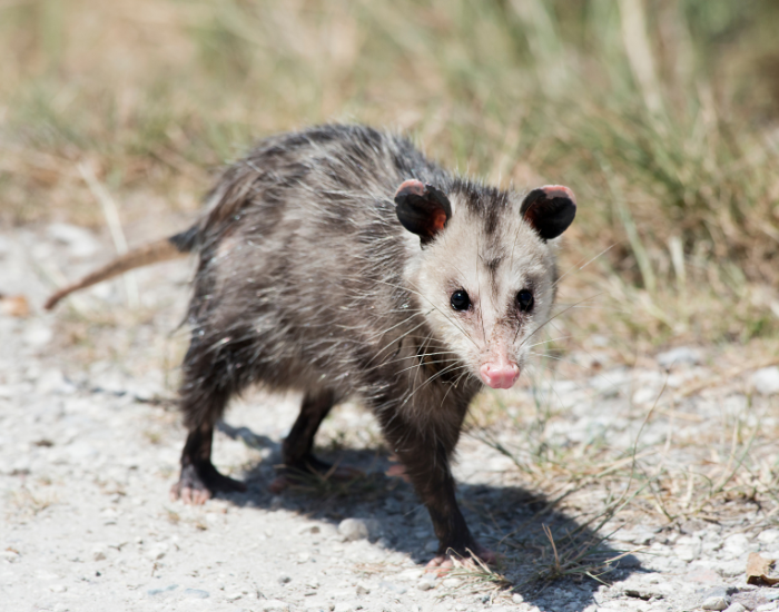 common-oppossum.webp Common opossum walking