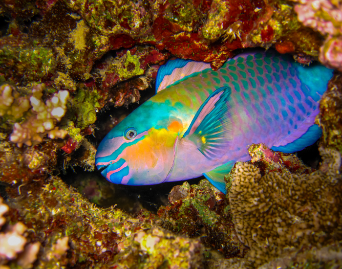 parrot fish swimming among corals