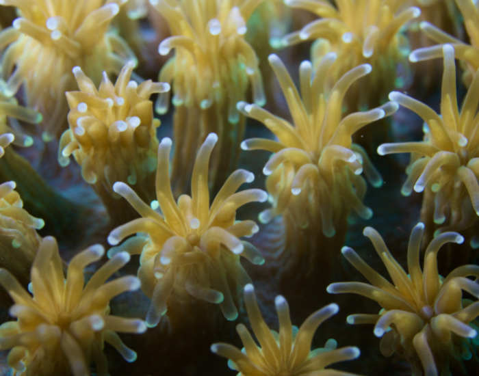 coral-polyp.webp coral polyp underwater photo