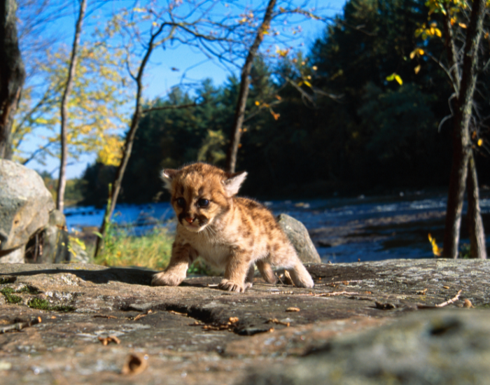 baby cougar cub walking