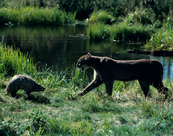 cougar-vs-badger.webp badger facing a cougar