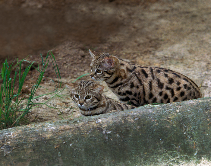 two black footed cats