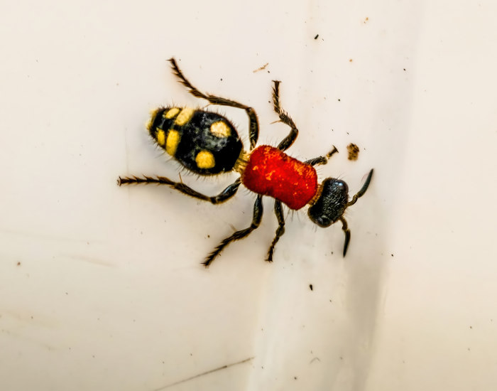 Velvet Ant