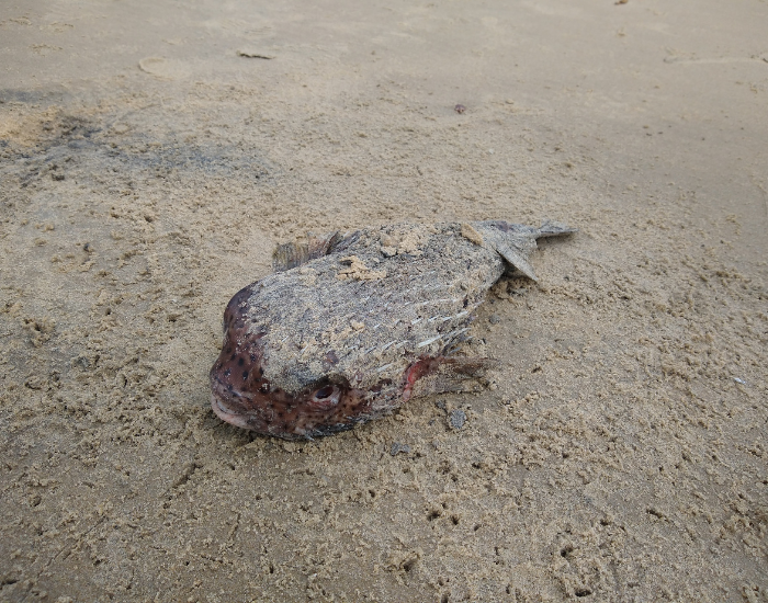 dead-puffer-fish.webp Dead puffer fish at the bottom of the ocean