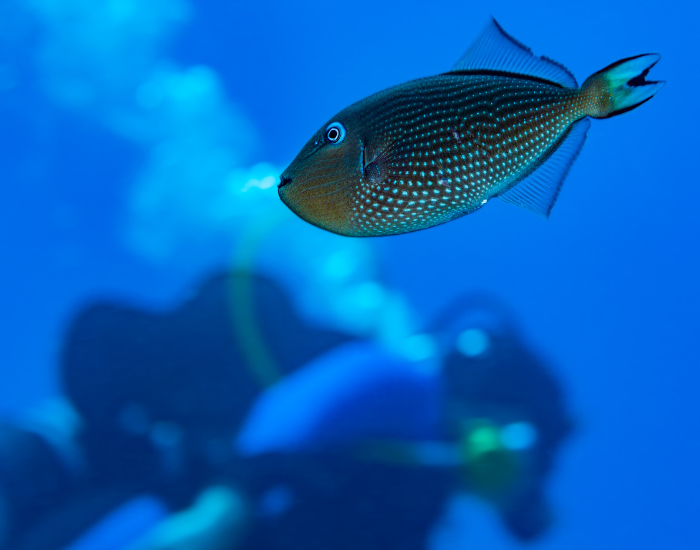 diver-and-trigger-fish.webp small trigger fish swimming and a scuba diver behind