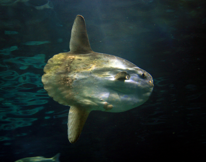 mola mola swimming