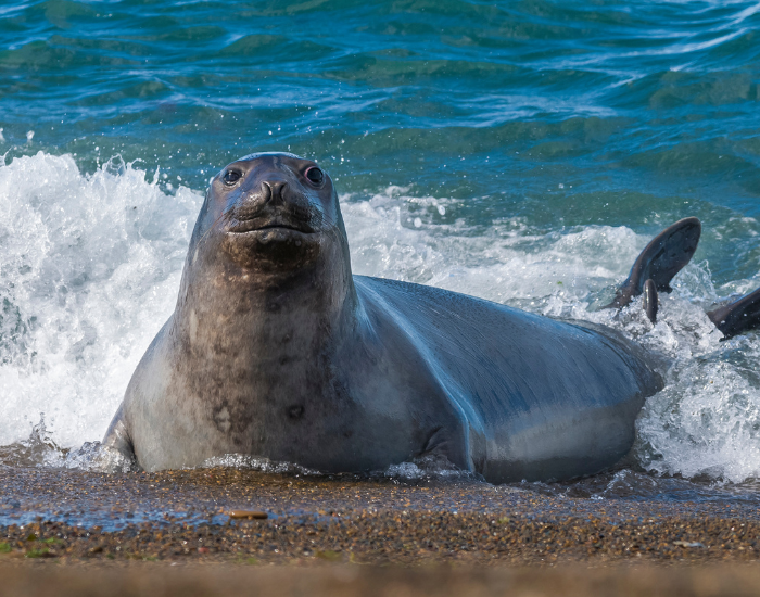 diving-elephant-seal.webp elephants seal on the beach