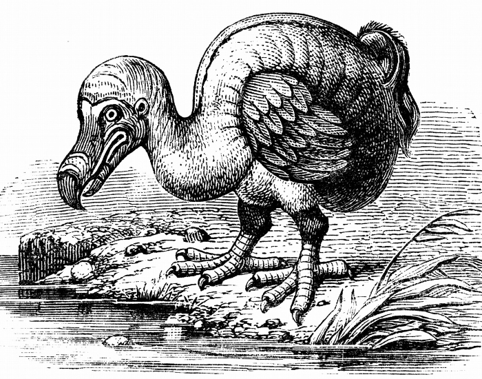 dodo-bird.webp drawing of a dodo drinking water