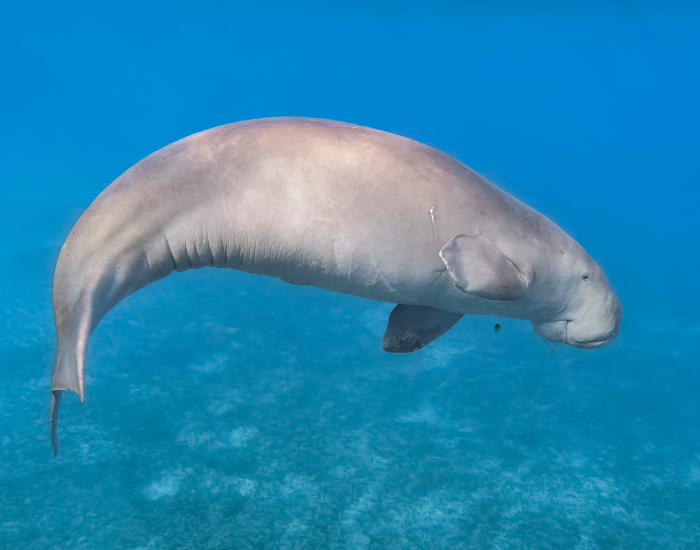 dugong floating and swimming