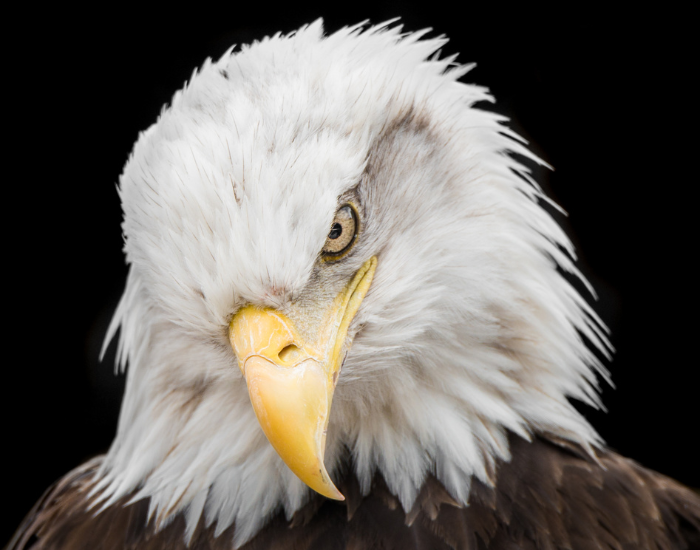 eagle-close-up.webp close up of an American eagle head
