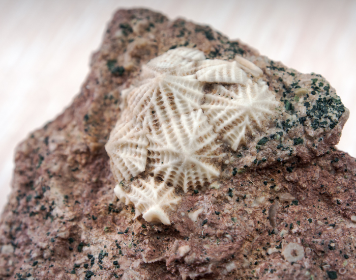 echinoderm-fossil.webp echinoderms in stone close up