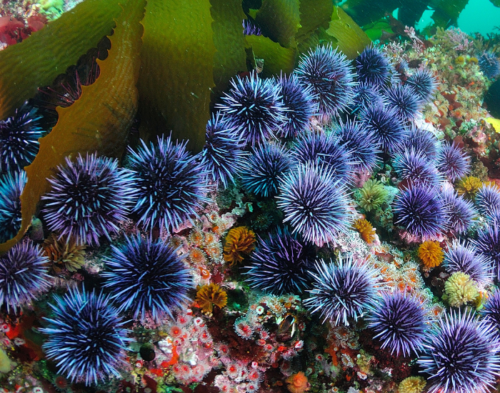 echinoderms.webp group of sea urchins in the ocean