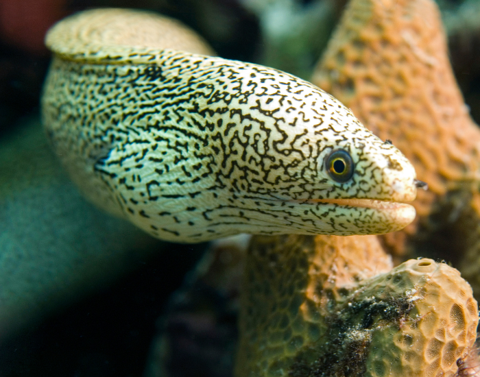 Black spotted  moray eel under the sea