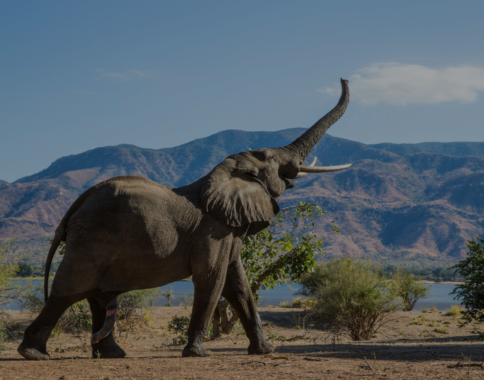african elephant walking in a savnna
