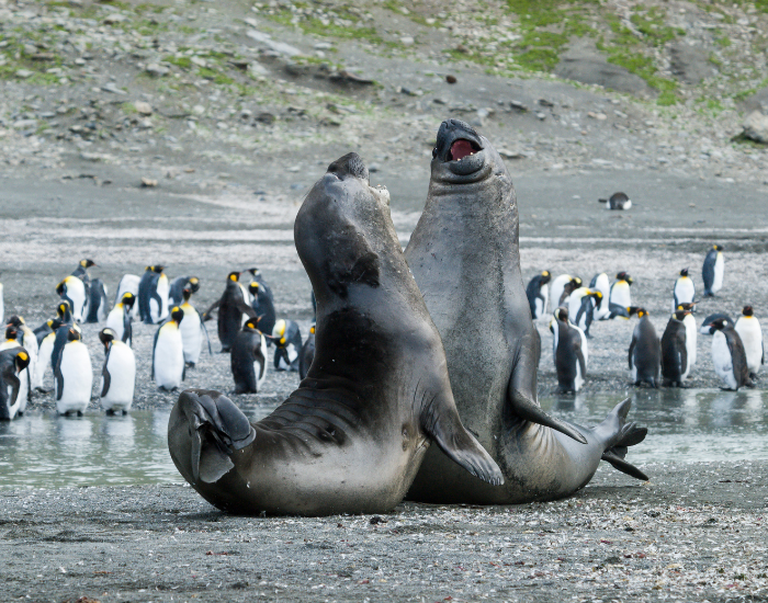 elephant-seal-fight-3.webp elephant seals fighting on the beach