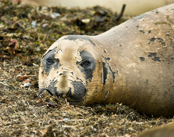 elephant-seal-molt.webp elephant seal molt close up on the beach