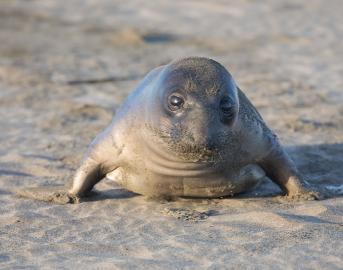 elephant-seal-pup.webp elephant seal pup on a beach