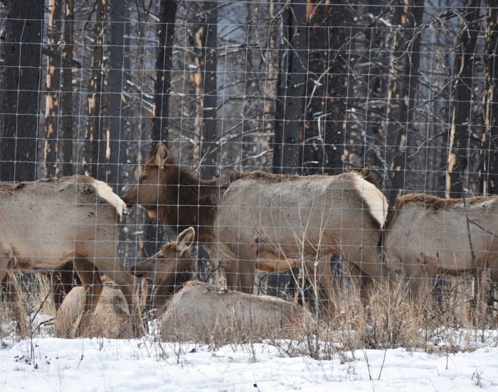 group of elks in the wild, next to the road