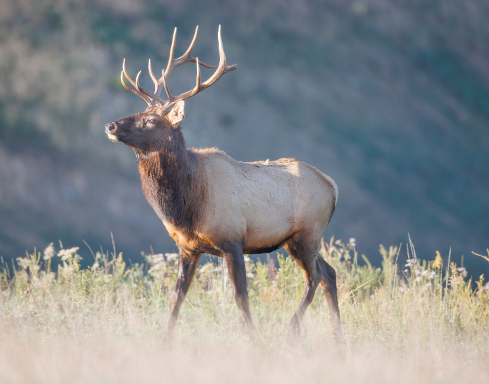 elk walking in the wild