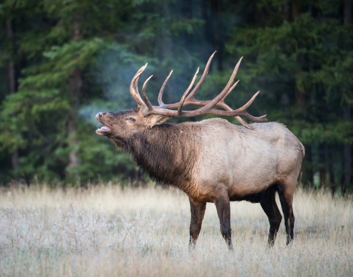 elk vocalising in the wild