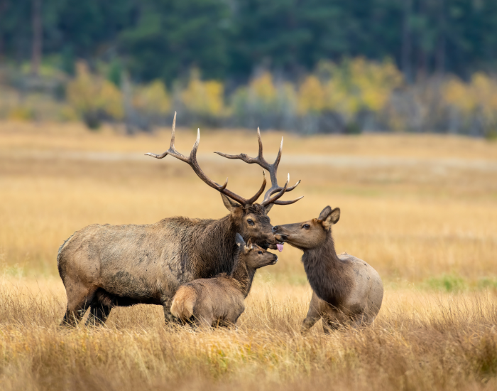 family of elks in the wild