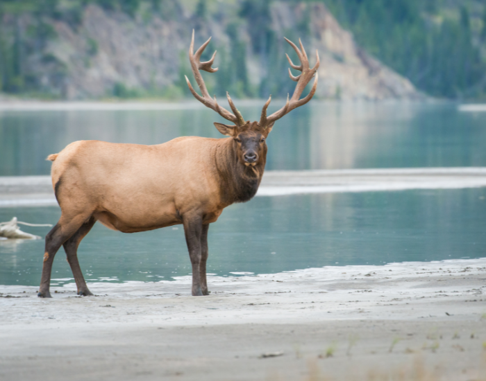 elk in the wild with a river behind on the background