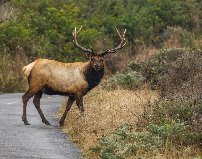 elk walking on the road