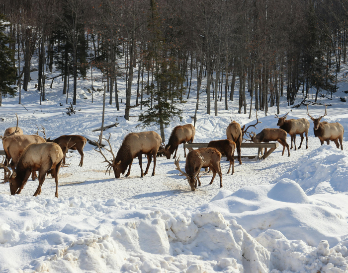 group of elks grazing on the snow