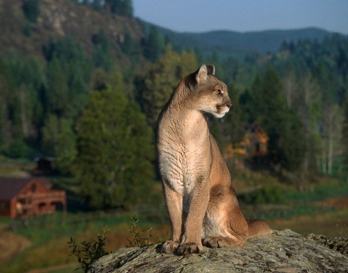cougar sitting on a rock