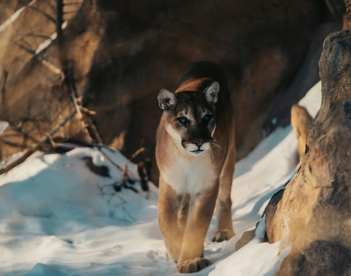 Cougar walking over snow