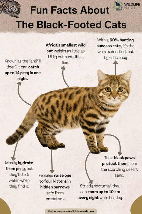 Black-footed Cat  infographic with facts