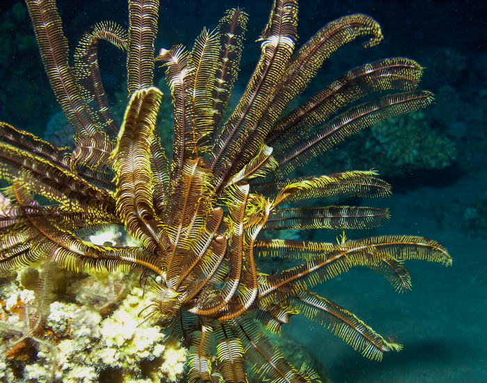 feather-star.webp feather star in the ocean