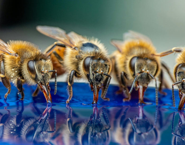 feeding-honeybee.webp group of bees feeding