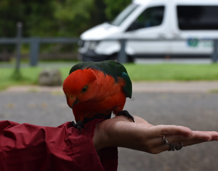 feeding-king-parrot.webp king parrot eating from a hand