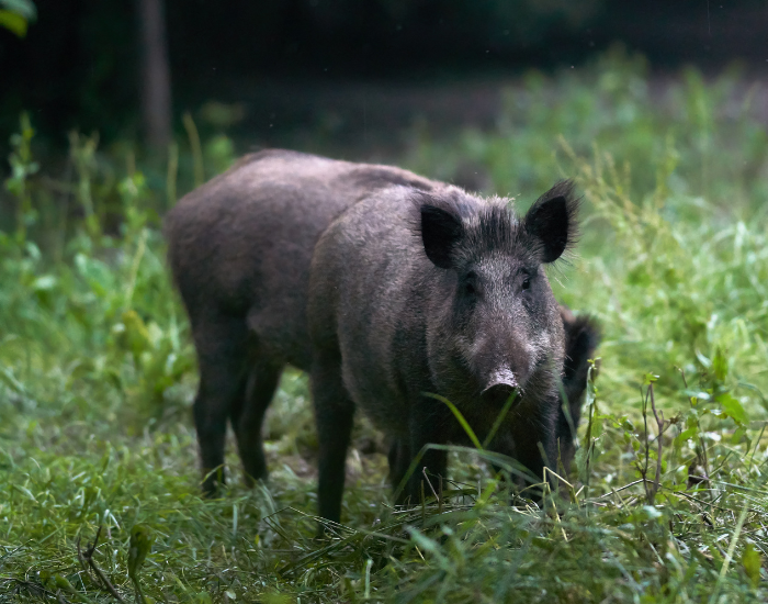 feral pig eating grass