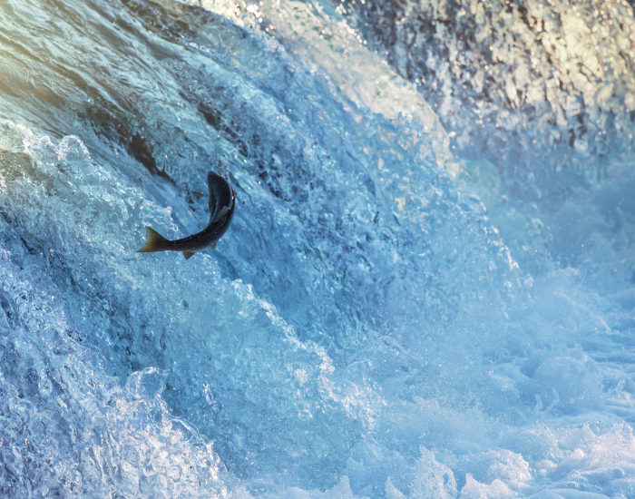 fish-Anadromous-Migration.webp fish swimming opposite way oof a river flow, conducting anadromous migration