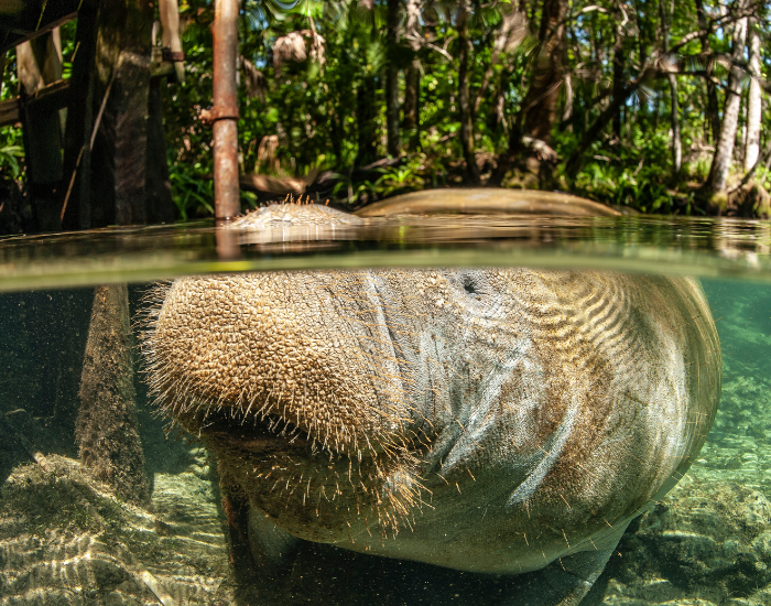 close up of a manatee near the surface