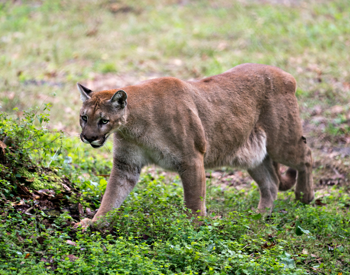 Florida panther walking on grass