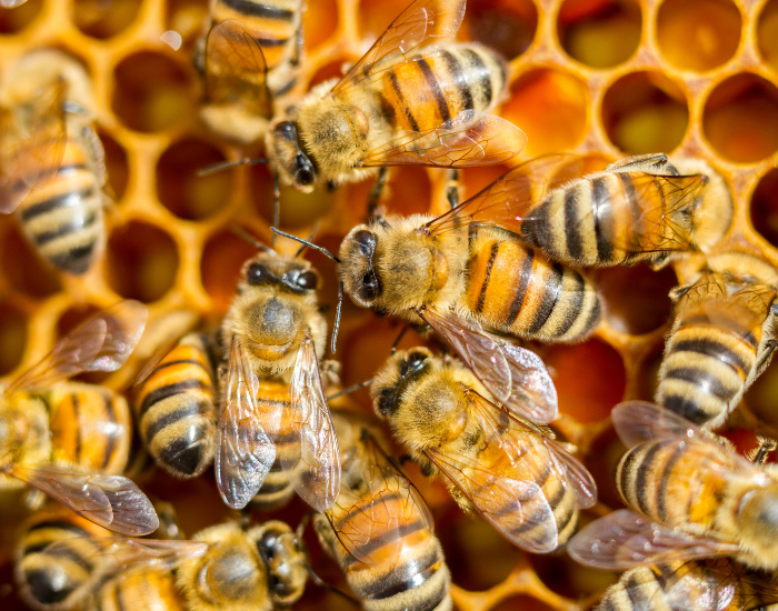 flower-honeybee-2.webp honey bees close up in a nest