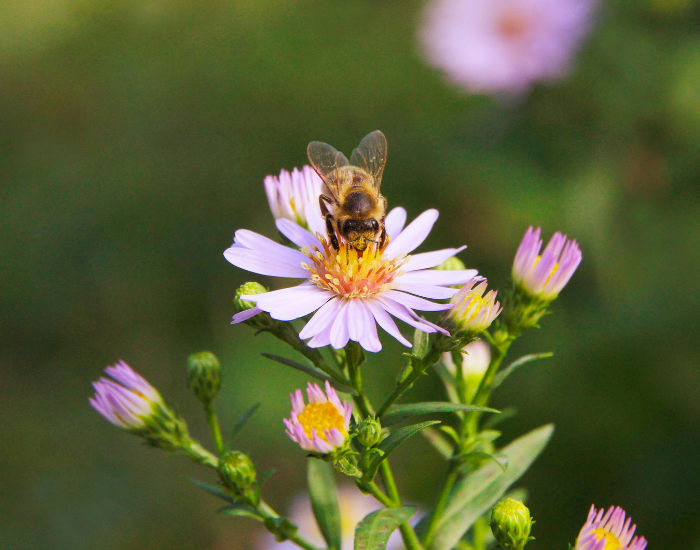 flower-honeybee.webp bee pollinating a lower