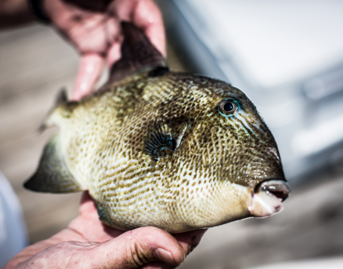 food-trigger-fish.webp cooked trigger fish