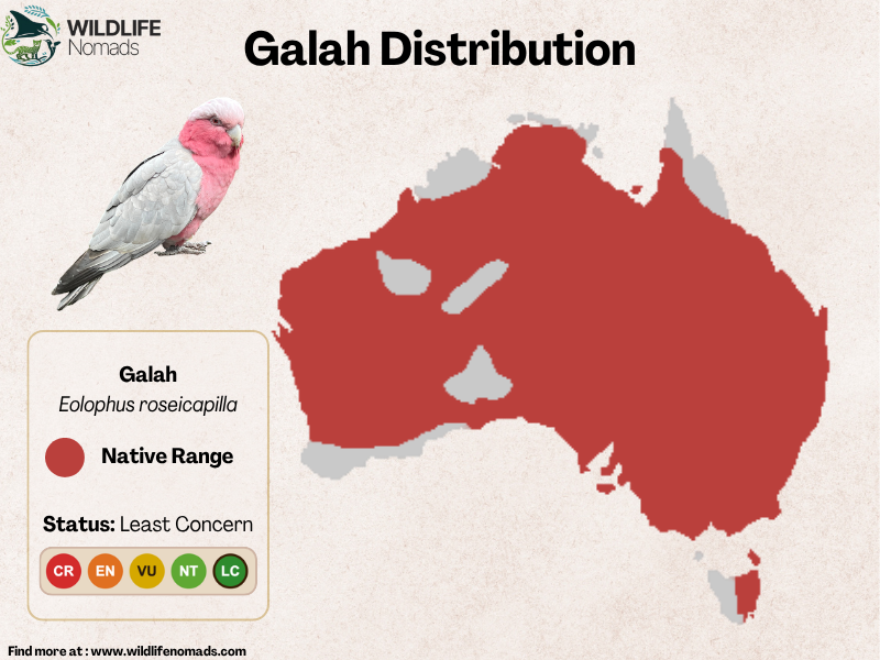 an distribution map showing the galah/s native range
