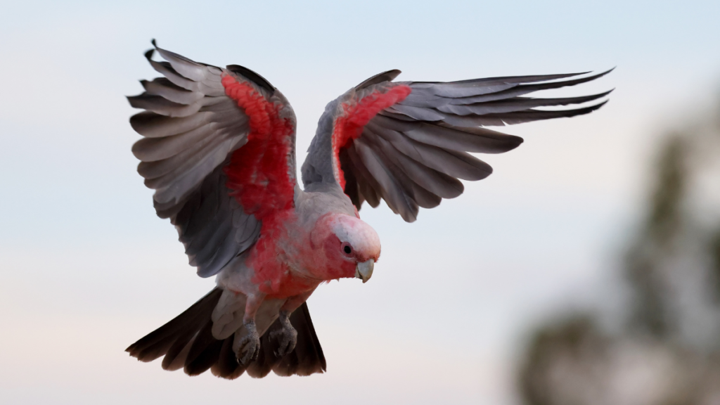 a galah with its wings extended flying
