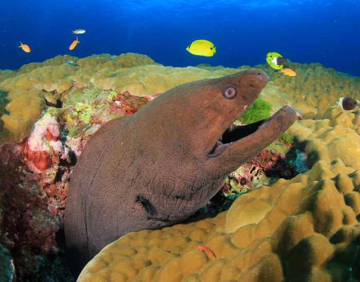 giant moray eel underwater photo